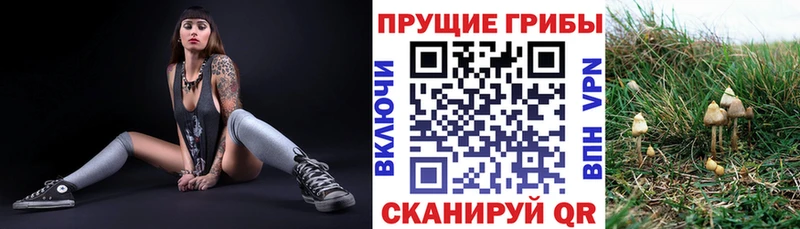 купить наркотики сайты  Яранск  Псилоцибиновые грибы Psilocybine cubensis 